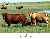 Fetility