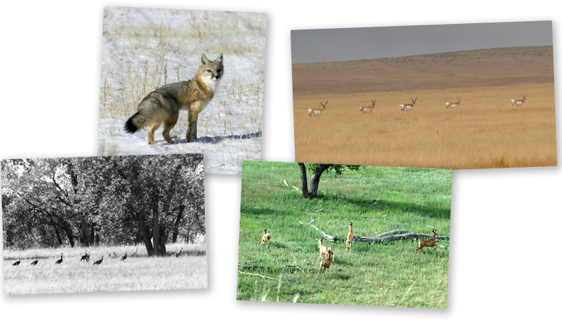 Wildlife and Hunting